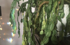 Christmas Cactus Care Tips? It'S Pretty Wrinkly And Wilted. Should regarding Wrinkled Leaves on Christmas Cactus