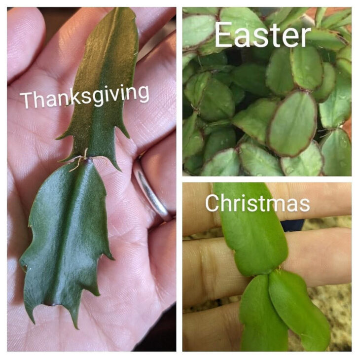 Christmas Cactus Soft Leaves