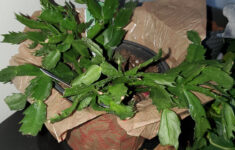 Christmas Cactus Drooping And Losing Leaves : R/Plantclinic pertaining to Christmas Cactus Dropping Leaves