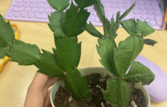 Christmas Cactus Is Wrinkled. More Info In The Comments : R in Christmas Cactus Leaves Wrinkled