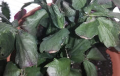 Christmas Cactus Is Wrinkly And Floppy. I Watered About A Week Or regarding Christmas Cactus Shriveled Leaves