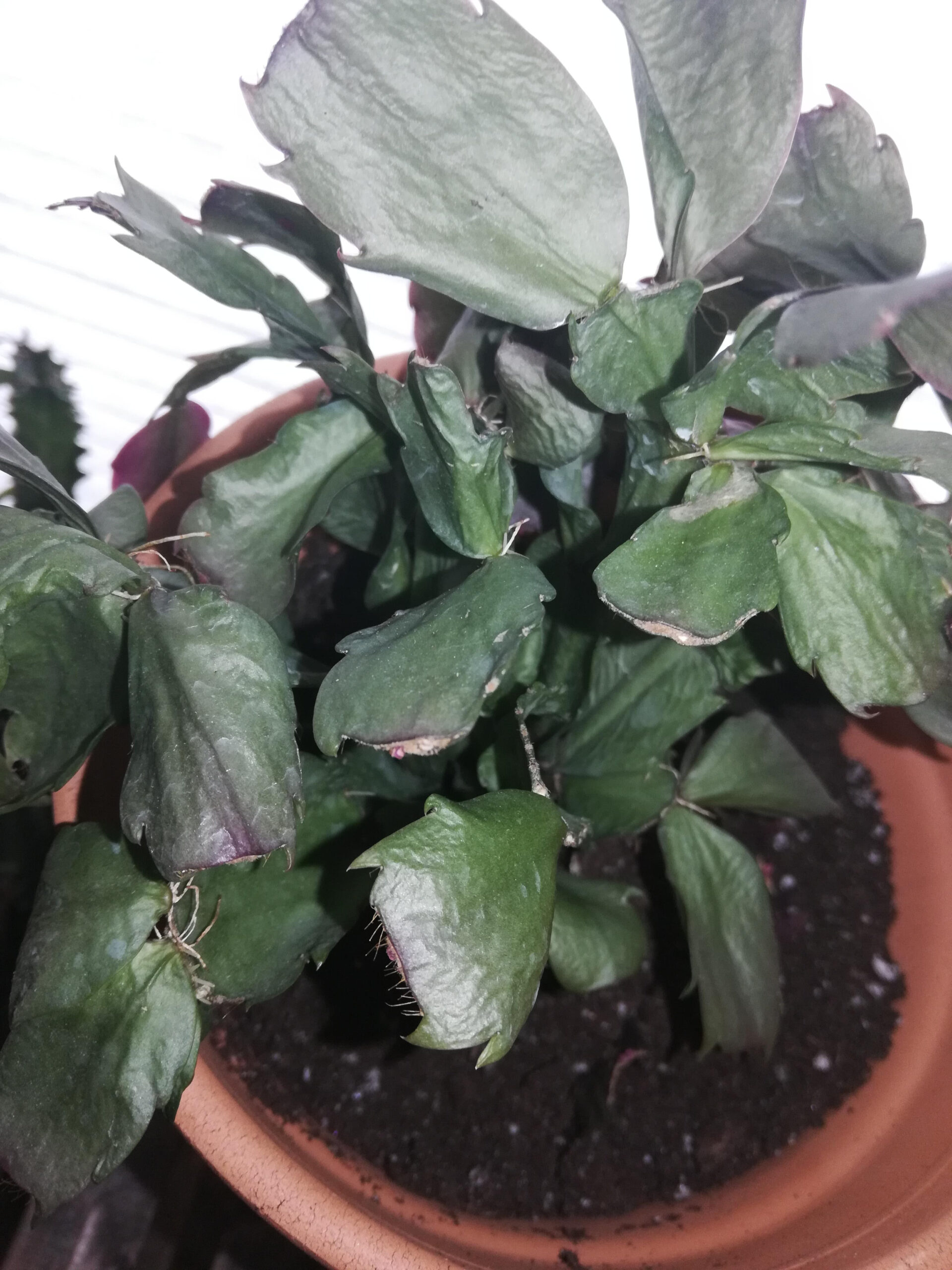 Christmas Cactus Is Wrinkly And Floppy. I Watered About A Week Or regarding Christmas Cactus Shriveled Leaves