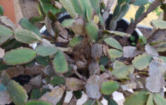 Christmas Cactus Leaves Turning Purple - Reasons Christmas Cactus intended for Christmas Cactus Leaves Turning Purple And Limp