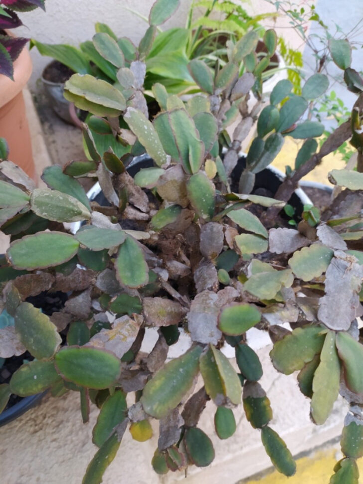 Christmas Cactus Leaves Turning Purple and Limp