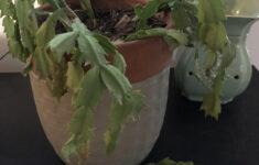 Christmas Cactus Not Doing Good. Dry Frail Leaves That Are Falling with regard to Christmas Cactus Leaves Curling