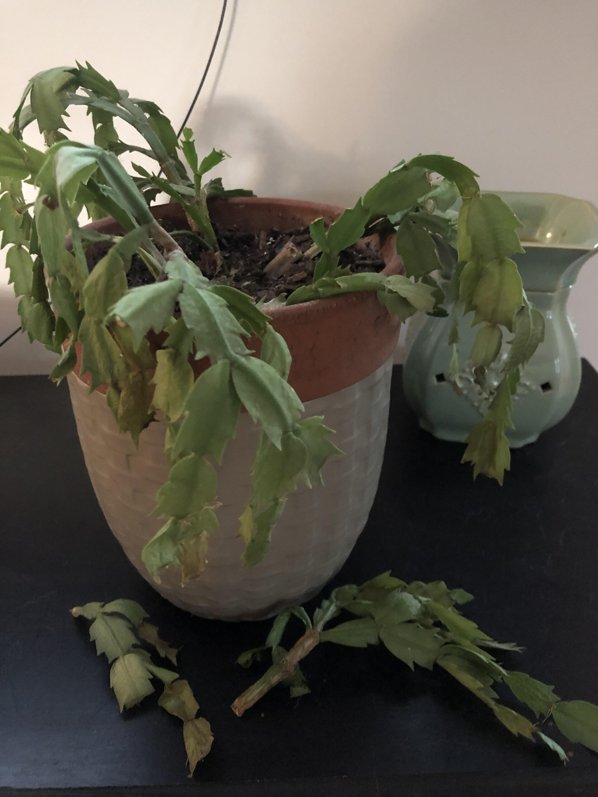 Christmas Cactus Not Doing Good. Dry Frail Leaves That Are Falling with regard to Christmas Cactus Leaves Curling