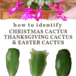 Christmas Cactus Or Thanksgiving? How To Id Your Plant With Regard To Christmas Cactus Thanksgiving Cactus Easter Cactus Leaves