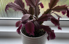 Christmas Cactus Red Leaves : R/Plantclinic in Christmas Cactus Leaves Turning Red