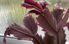 Christmas Cactus Red Leaves : R/Plantclinic throughout Christmas Cactus With Red Leaves