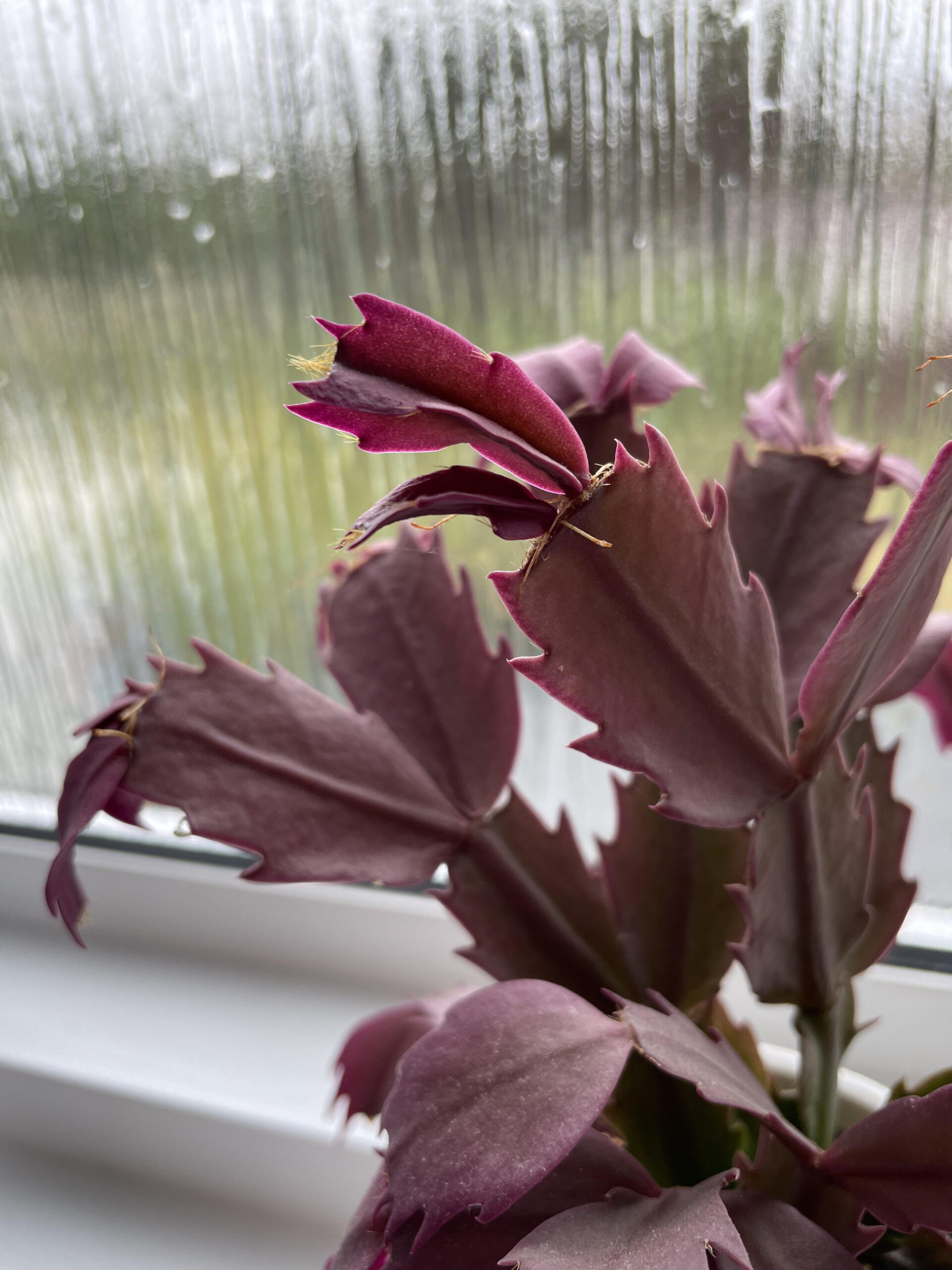 Christmas Cactus Red Leaves : R/Plantclinic throughout Christmas Cactus With Red Leaves