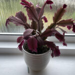 Christmas Cactus Red Leaves : R/Plantclinic With Regard To Christmas Cactus With Red Leaves