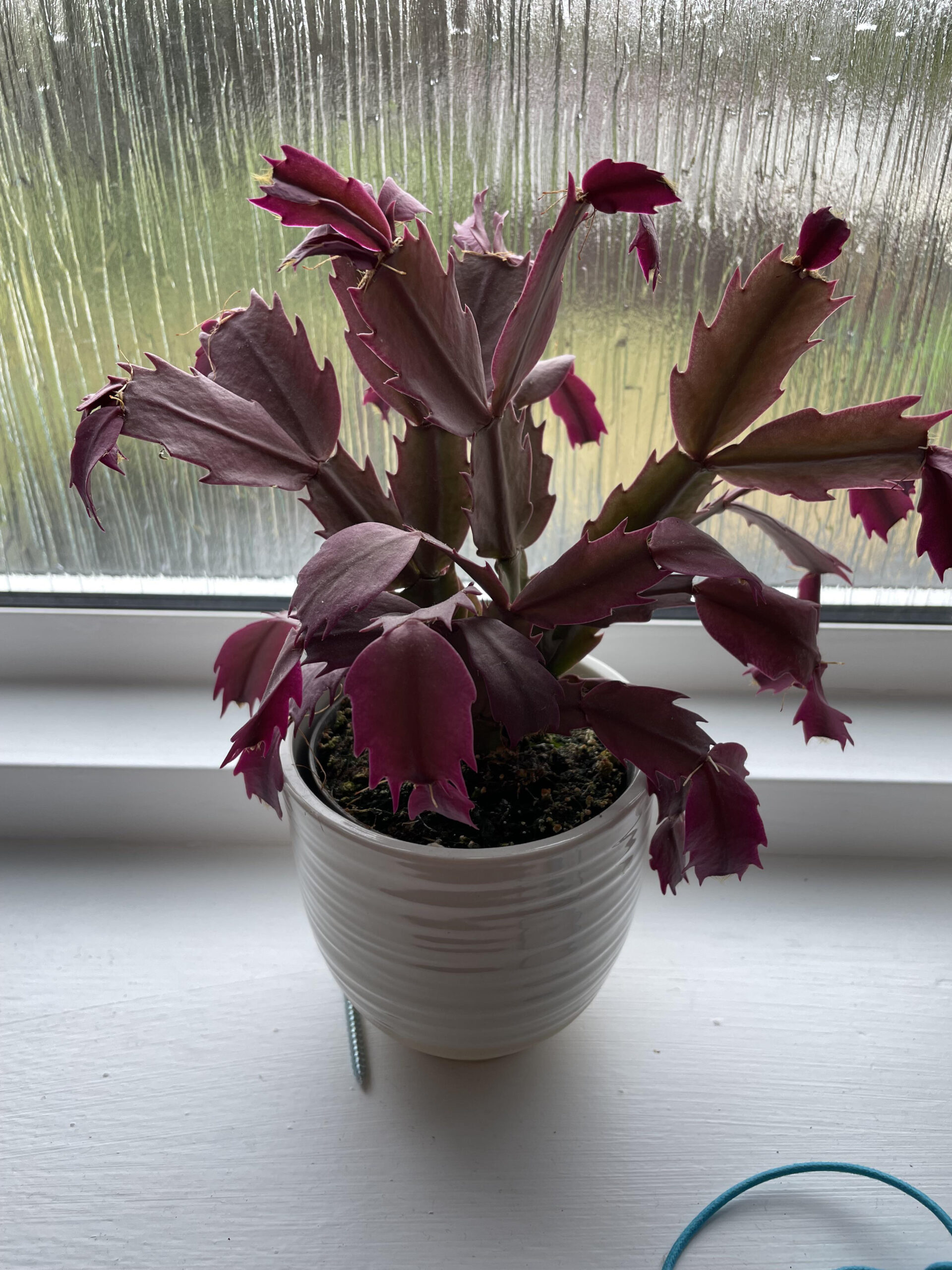 Christmas Cactus Red Leaves : R/Plantclinic with regard to Christmas Cactus With Red Leaves