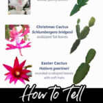 Christmas Cactus Vs Thanksgiving Cactus Vs Easter Cactus ~ Easy With Christmas Cactus Thanksgiving Cactus Easter Cactus Leaves