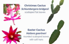 Christmas Cactus Vs Thanksgiving Cactus Vs Easter Cactus ~ Easy with Christmas Cactus Thanksgiving Cactus Easter Cactus Leaves