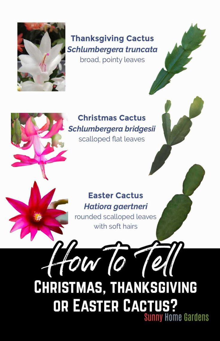 Christmas Cactus Vs Thanksgiving Cactus Vs Easter Cactus ~ Easy with Christmas Cactus Thanksgiving Cactus Easter Cactus Leaves