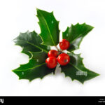 Christmas Holly Leaves & Berries Stock Photo   Alamy Inside Christmas Holly Leaves