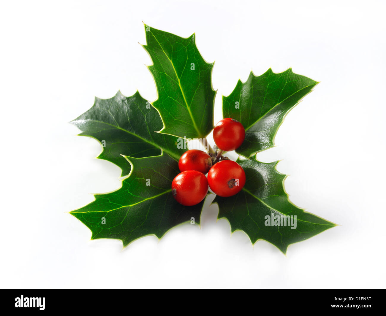 Christmas Holly Leaves &amp;amp; Berries Stock Photo - Alamy inside Christmas Holly Leaves