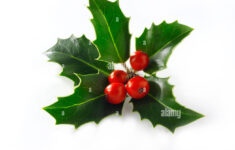 Christmas Holly Leaves &amp; Berries Stock Photo - Alamy within Christmas Leaves and Berries