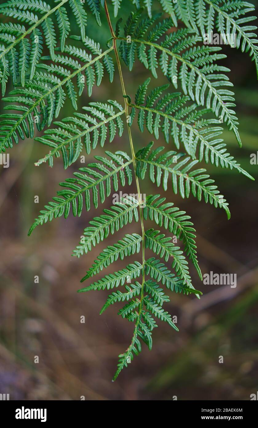 Christmas Tree Leaf Hi-Res Stock Photography And Images - Alamy throughout Christmas Tree Leaves