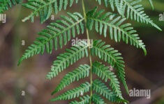 Christmas Tree Leaf Hi-Res Stock Photography And Images - Alamy within Leaves On Christmas Tree