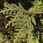 Conifers, Evergreens, And Christmas Trees – Oakland County Blog With Regard To Christmas Tree Leaves