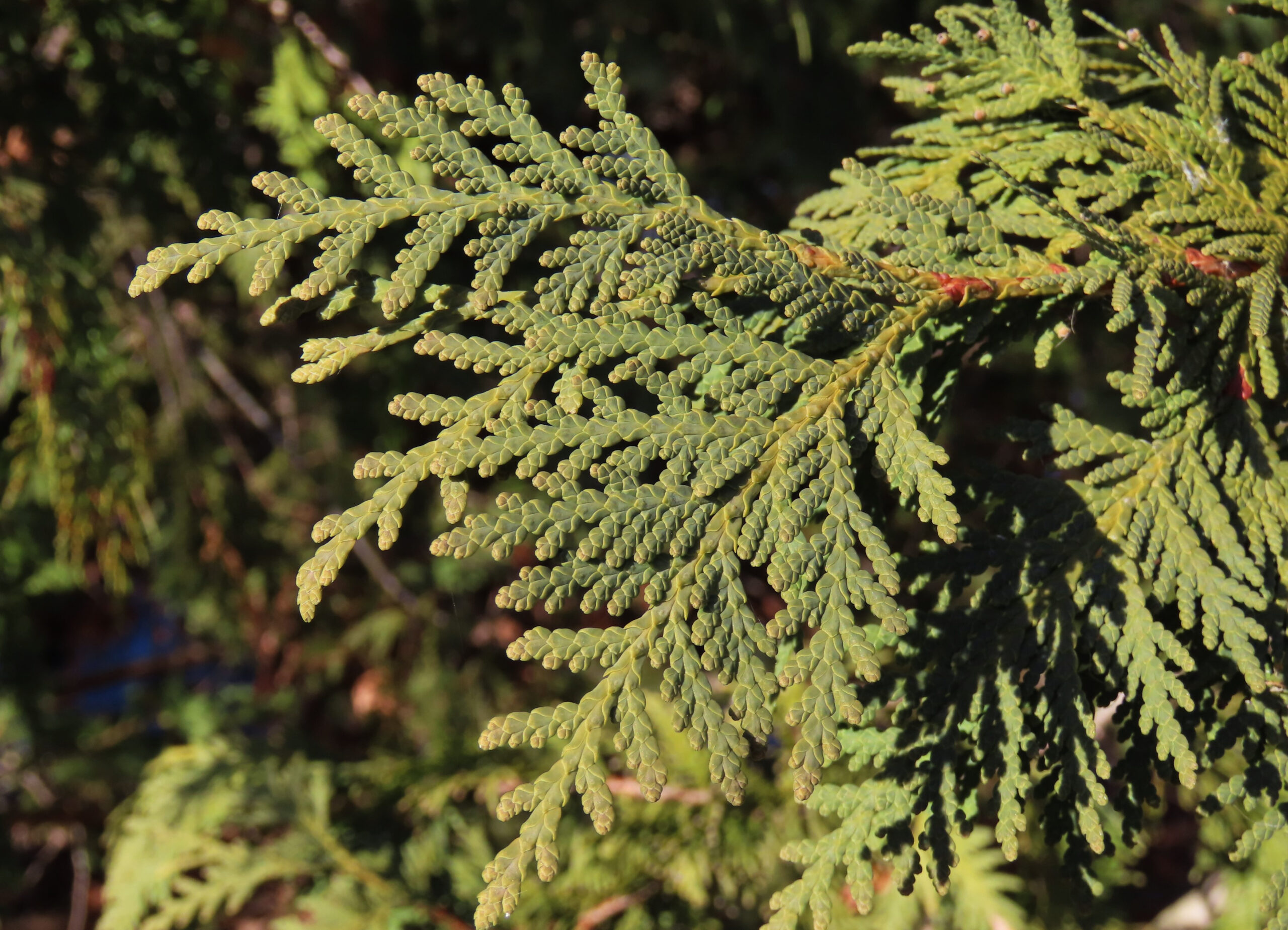 Conifers, Evergreens, And Christmas Trees – Oakland County Blog with regard to Christmas Tree Leaves