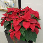 Growing And Caring For Poinsettia | Umn Extension In Plant With Red Leaves Christmas