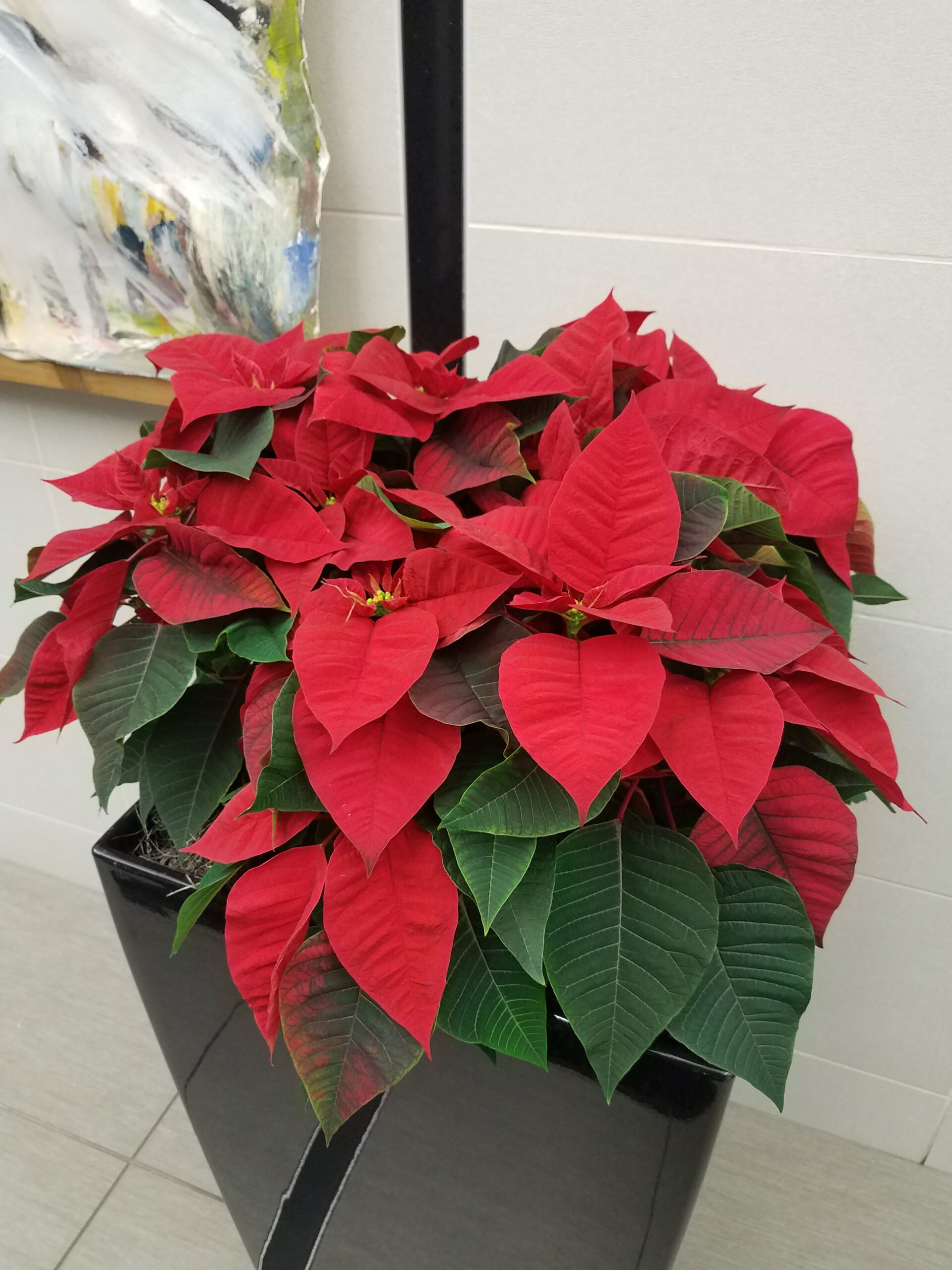 Growing And Caring For Poinsettia | Umn Extension in Plant With Red Leaves Christmas