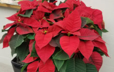 Growing And Caring For Poinsettia | Umn Extension inside Christmas Flower Red Leaves