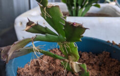 Hello Lovely People! My Christmas Cactus Is Growing New Roots All regarding Christmas Cactus Growing New Leaves