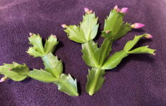 Help! Christmas Cactus Leaves Fell Off Or Broken Off (Idk What intended for Christmas Cactus Leaves Fall Off