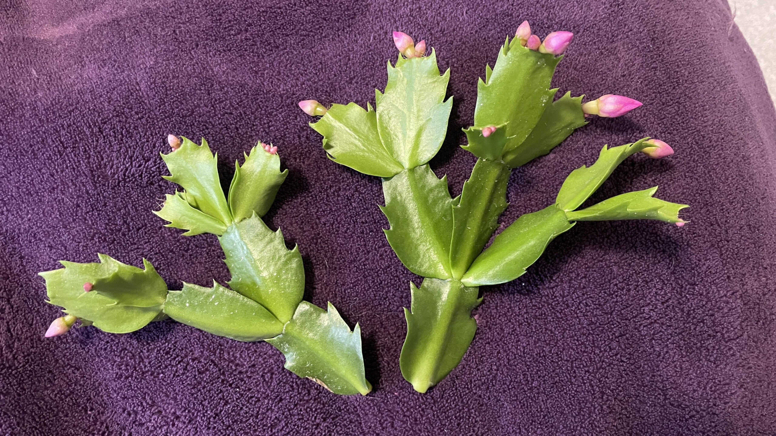 Help! Christmas Cactus Leaves Fell Off Or Broken Off (Idk What intended for Christmas Cactus Leaves Fall Off