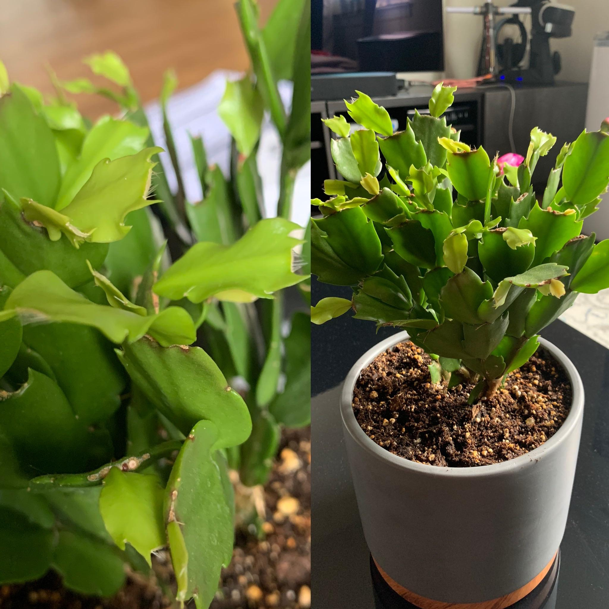 Help With Wrinkled Leaves On My Christmas Cactus? - More In for Christmas Cactus Leaves Wrinkled