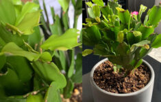 Help With Wrinkled Leaves On My Christmas Cactus? - More In with Christmas Cactus Shriveled Leaves