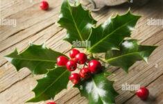 Holly Leaves (Ilex), Christmas Decoration With Red Berries On Wood with Christmas Leaves With Berries