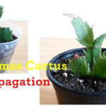 [Houseplants]Thanksgiving Cactus Propagation In Soil And Growing New Leaf:: Intended For Christmas Cactus New Leaves