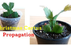 [Houseplants]Thanksgiving Cactus Propagation In Soil And Growing New Leaf:: regarding Christmas Cactus Growing New Leaves
