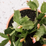 How To Care For Christmas Cactus With Regard To Christmas Cactus New Leaves