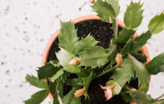 How To Care For Christmas Cactus with regard to Christmas Cactus New Leaves