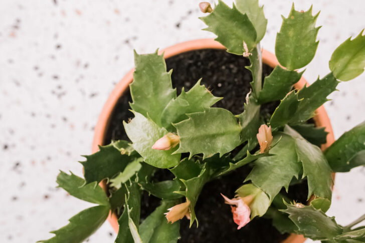 Christmas Cactus Growing New Leaves