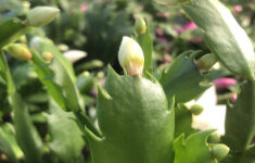 How To Grow Christmas Cactus - Good Earth Garden Center for Christmas Cactus Leaves