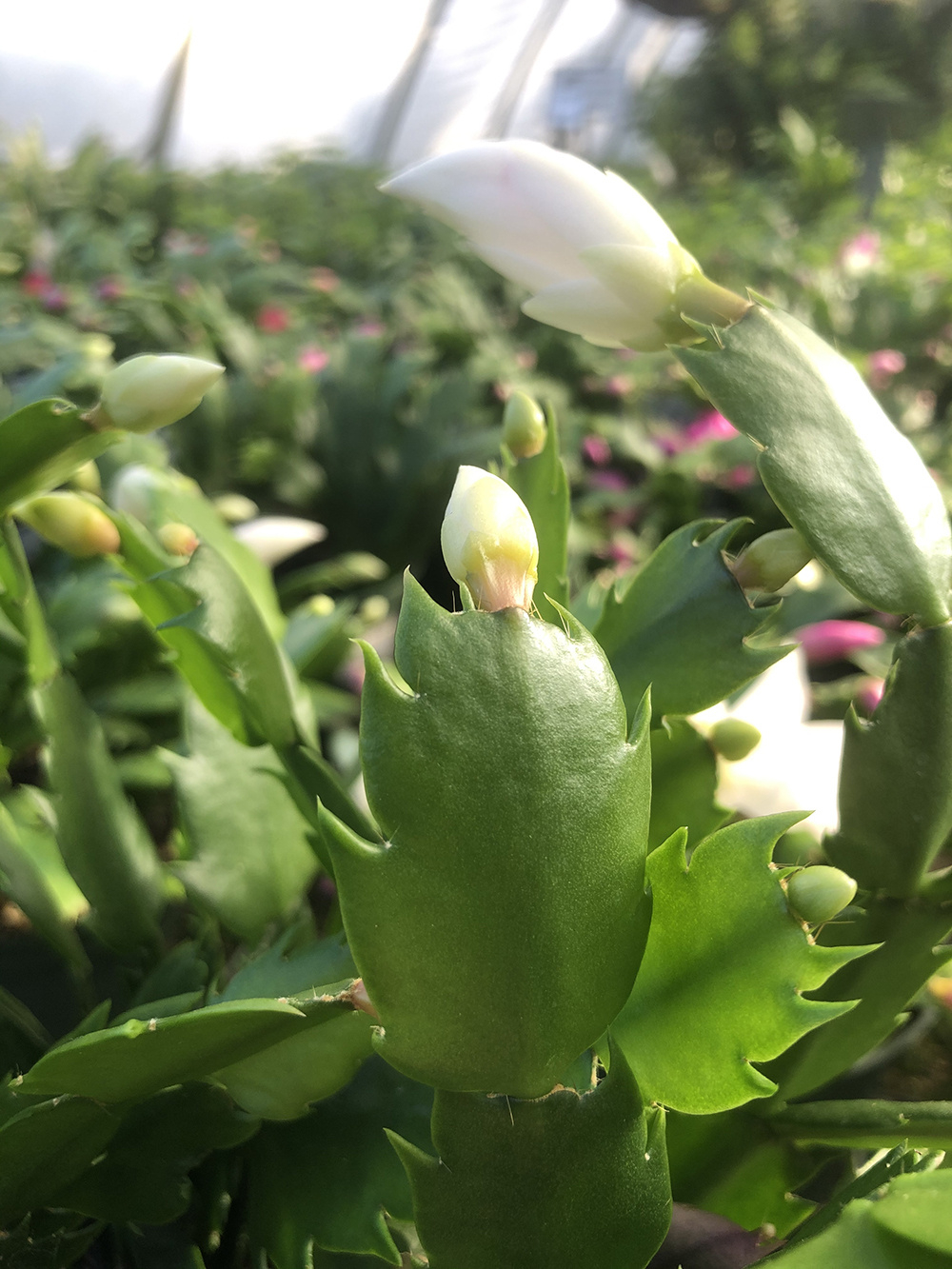 How To Grow Christmas Cactus - Good Earth Garden Center for Christmas Cactus Leaves