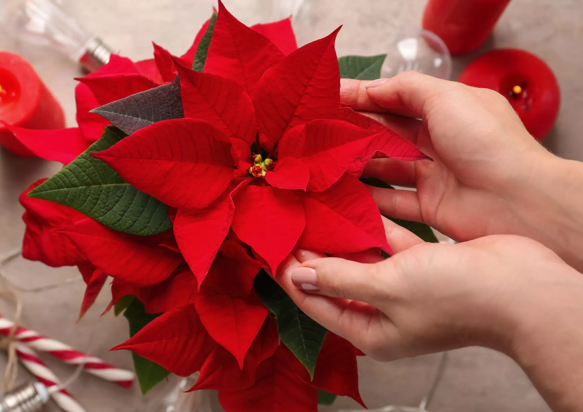 How To Keep Your Christmas Poinsettia Alive | Houseplant Advice for Christmas Plant Red Leaves