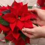 How To Keep Your Christmas Poinsettia Alive | Houseplant Advice For Christmas Plant With Red Leaves