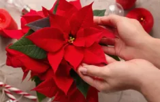 How To Keep Your Christmas Poinsettia Alive | Houseplant Advice with Plant With Red Leaves Christmas