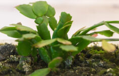 How To Revive An Overwatered Christmas Cactus In 5 Easy Steps in Christmas Cactus Leaves Curling