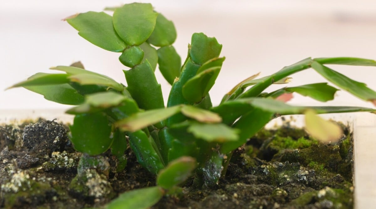 How To Revive An Overwatered Christmas Cactus In 5 Easy Steps in Christmas Cactus Leaves Curling