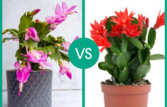 How To Tell A Thanksgiving Cactus From A Christmas Cactus within Christmas Cactus Vs Thanksgiving Cactus Leaves