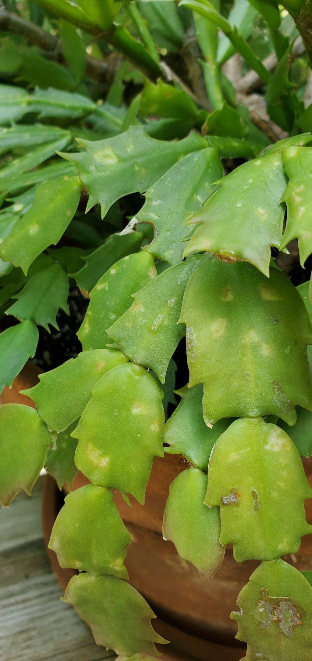 Identify And Control 7 Common Christmas Cactus Pests in Christmas Cactus Spots On Leaves