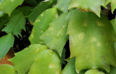 Identify And Control 7 Common Christmas Cactus Pests inside Spots on Christmas Cactus Leaves
